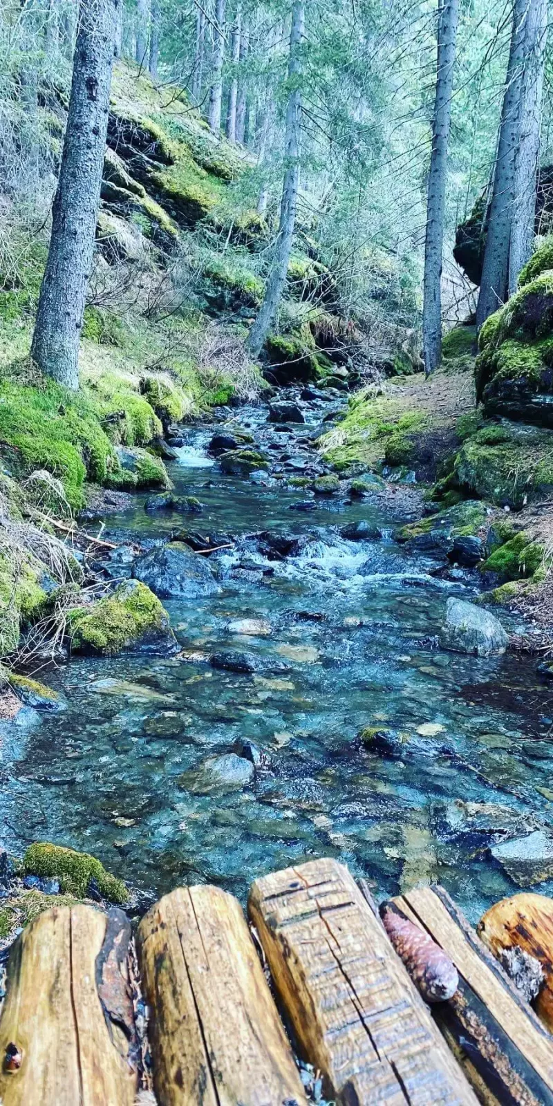 Ruscelletto di montagna immerso in una foresta verde con tronchi di legno in primo piano.